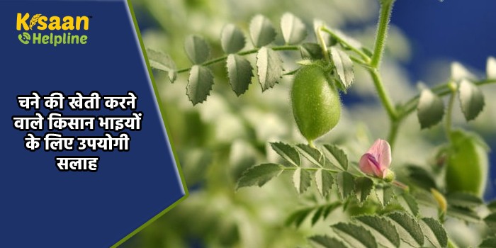 चने की खेती करने वाले किसान भाइयों के लिए उपयोगी सलाह